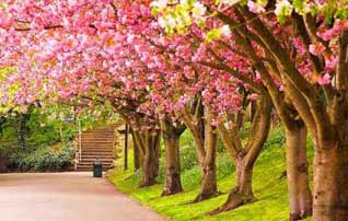 بسته های عیدانه سیم کارت های همراه اول